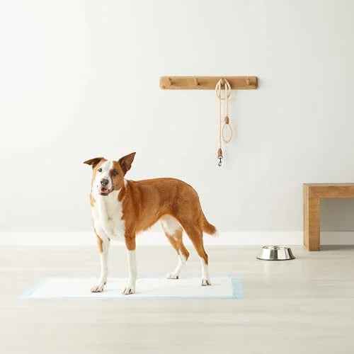 Amazon Basics Dog and Puppy Pee Pads, 5-Layer Leak-Proof Super Absorbent, Quick-Dry Surface, Potty Training, Regular (22x22"), 100 Count, Blue & White