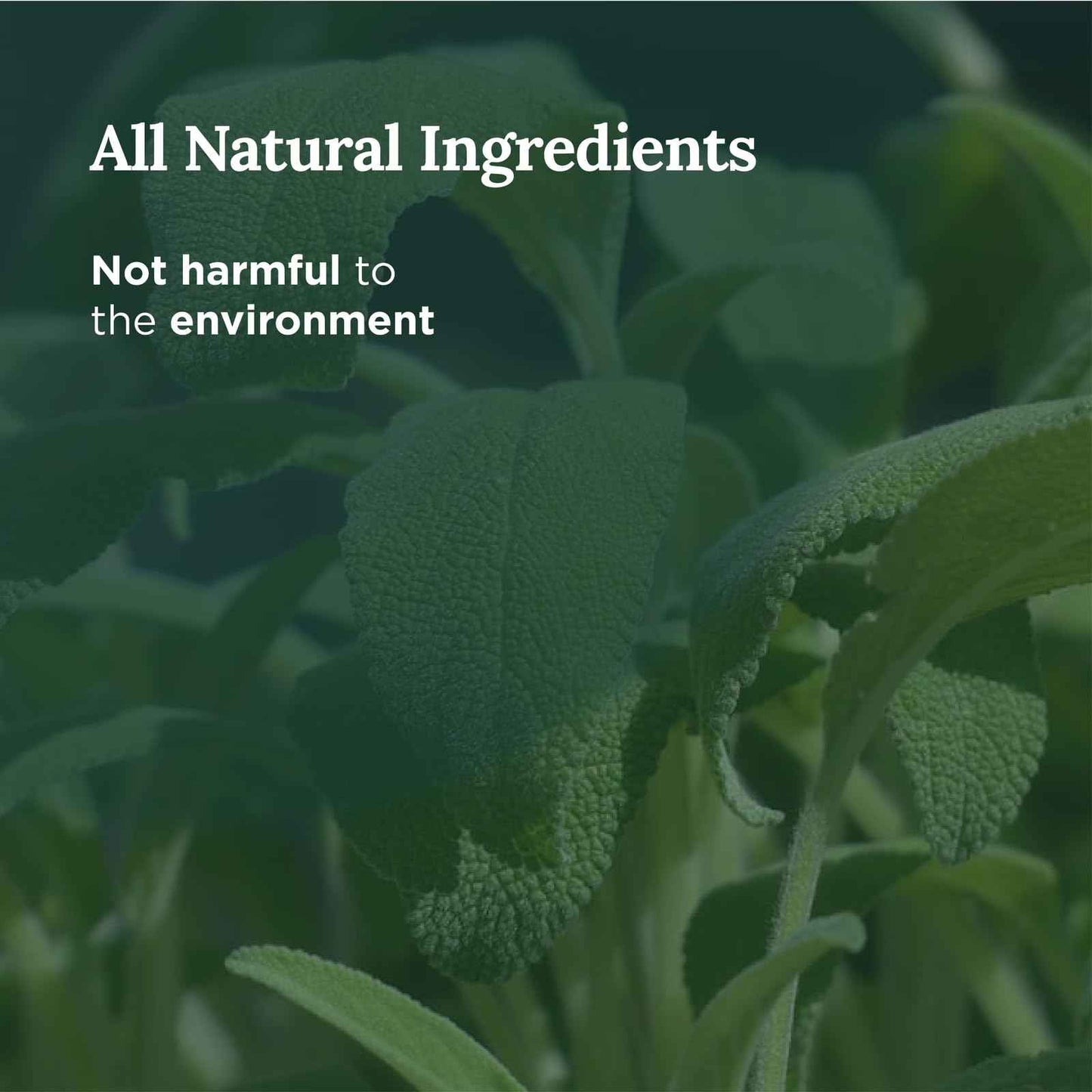 Magnificent 101 Set of 3 Long Lasting Pure Sage Smudge Candles - 42 Hour Burn, 3.5 Oz Each, Made with Soy Wax and Herb, Ideal for House Energy Cleansing, Meditation & Manifestation