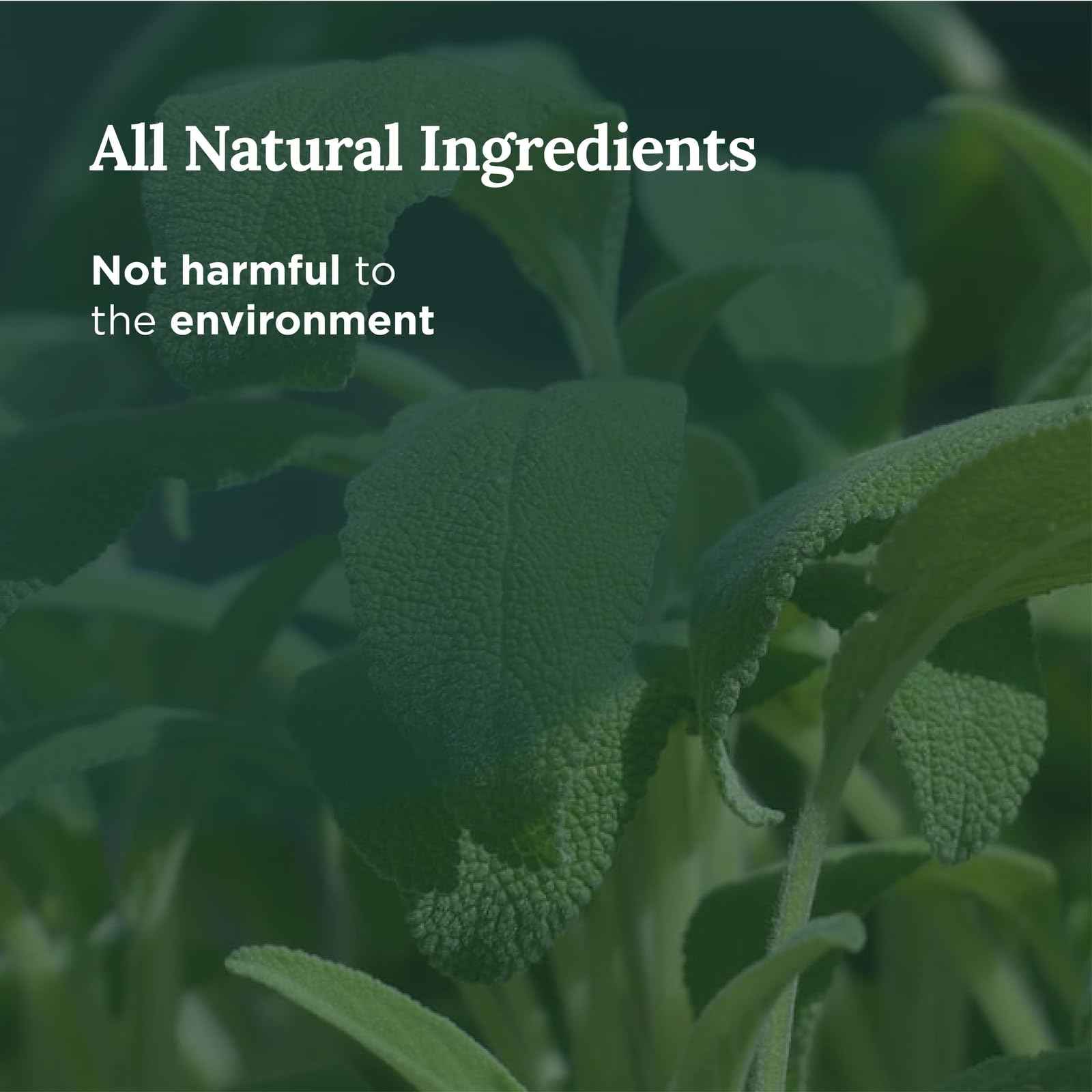 Magnificent 101 Set of 3 Long Lasting Pure Sage Smudge Candles - 42 Hour Burn, 3.5 Oz Each, Made with Soy Wax and Herb, Ideal for House Energy Cleansing, Meditation & Manifestation