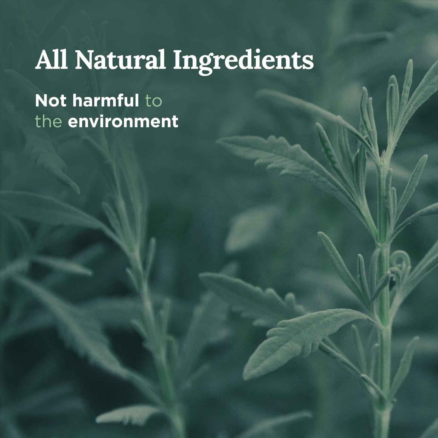 Magnificent 101 Set of 3 Long Lasting Pure Sage Smudge Candles - 42 Hour Burn, 3.5 Oz Each, Made with Soy Wax and Herb, Ideal for House Energy Cleansing, Meditation & Manifestation