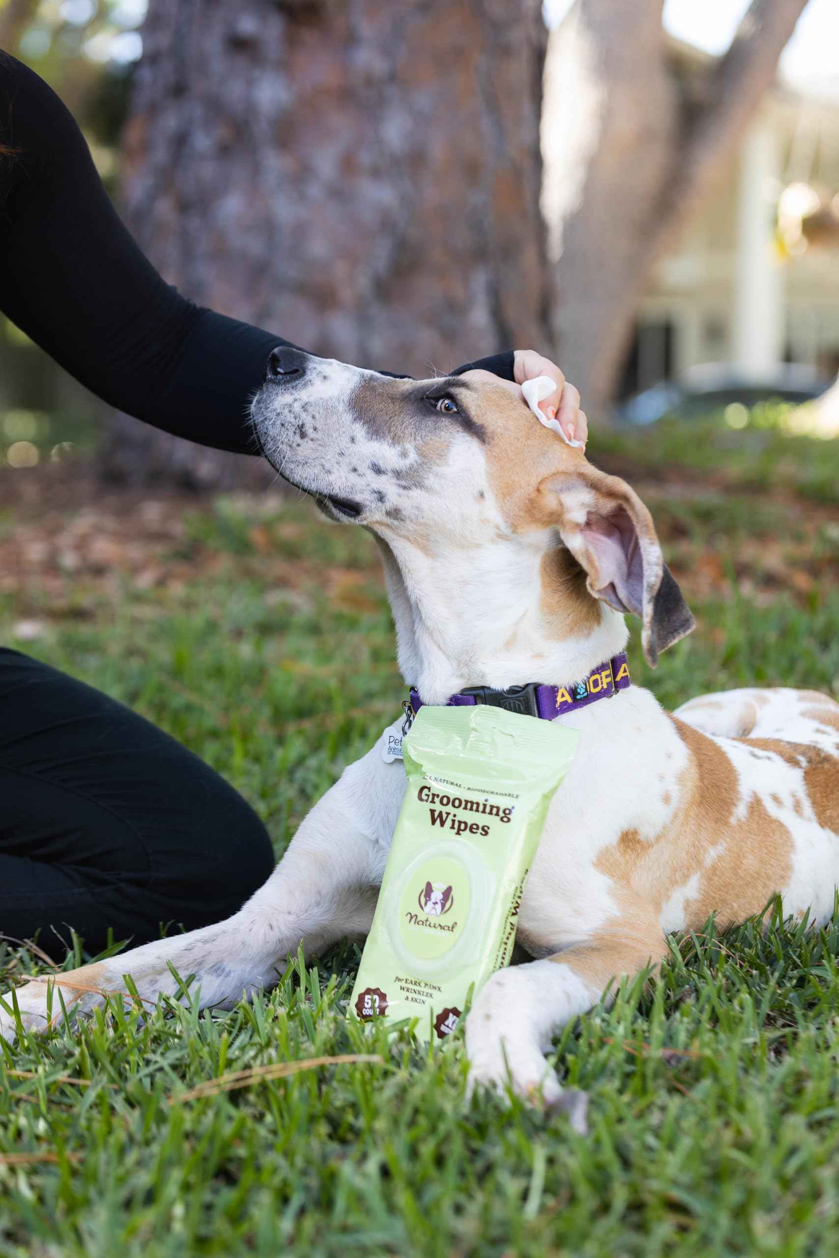 Natural Dog Company Wrinkle Wipes for Dogs, 100 Count, Hypoallergenic Dog Wipes, Wrinkle Wipes French Bulldog, Cleaning & Deodorizing, Dog Wipes for Grooming Faces, Paws & Butts