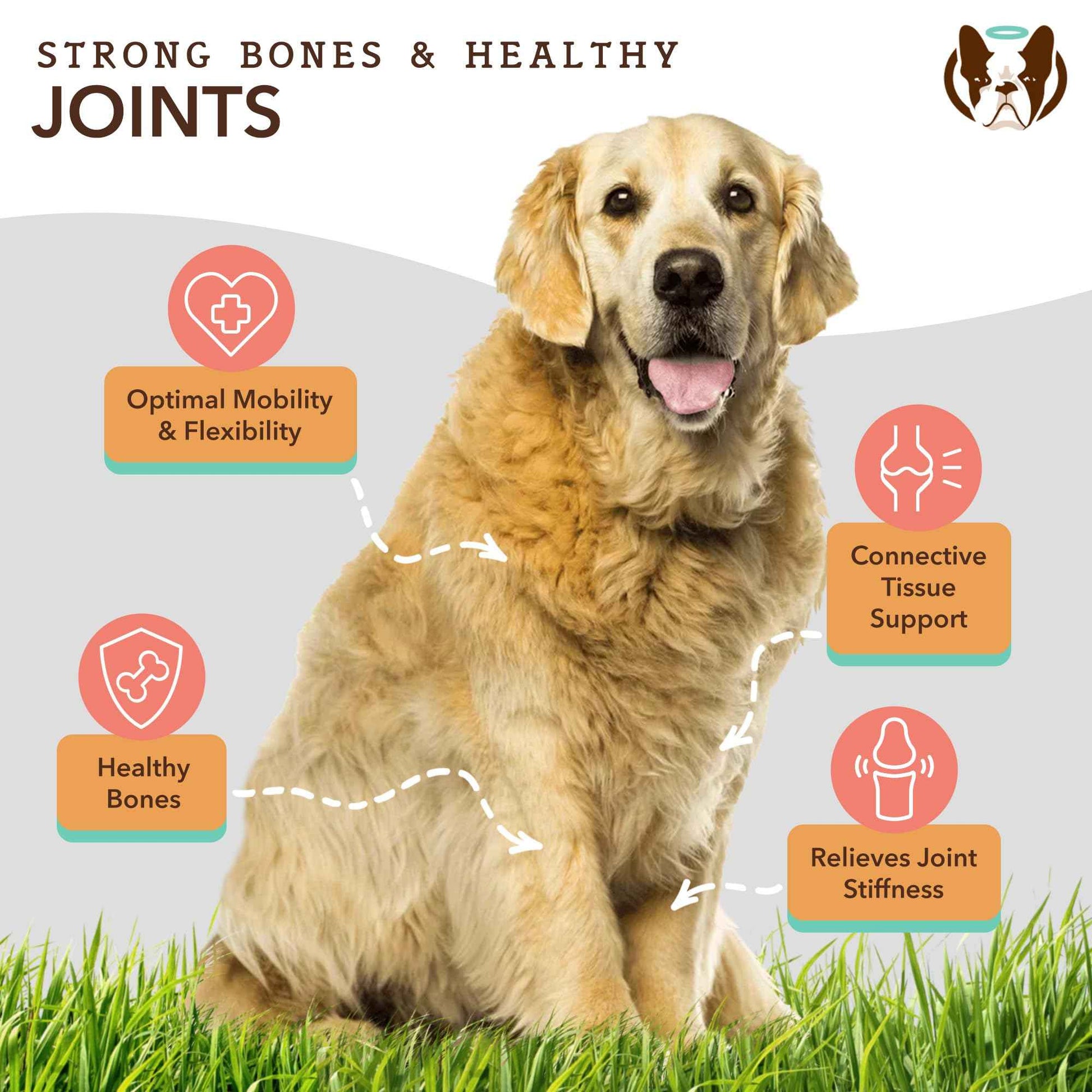 Natural Dog Company Liquid Glucosamine Hip & Joint Oil for Dogs, 16 oz, Extra Strength Cartilage & Joint Support, Helps Mobility and Eases Occasional Stiffness, Dog Vitamins & Supplements