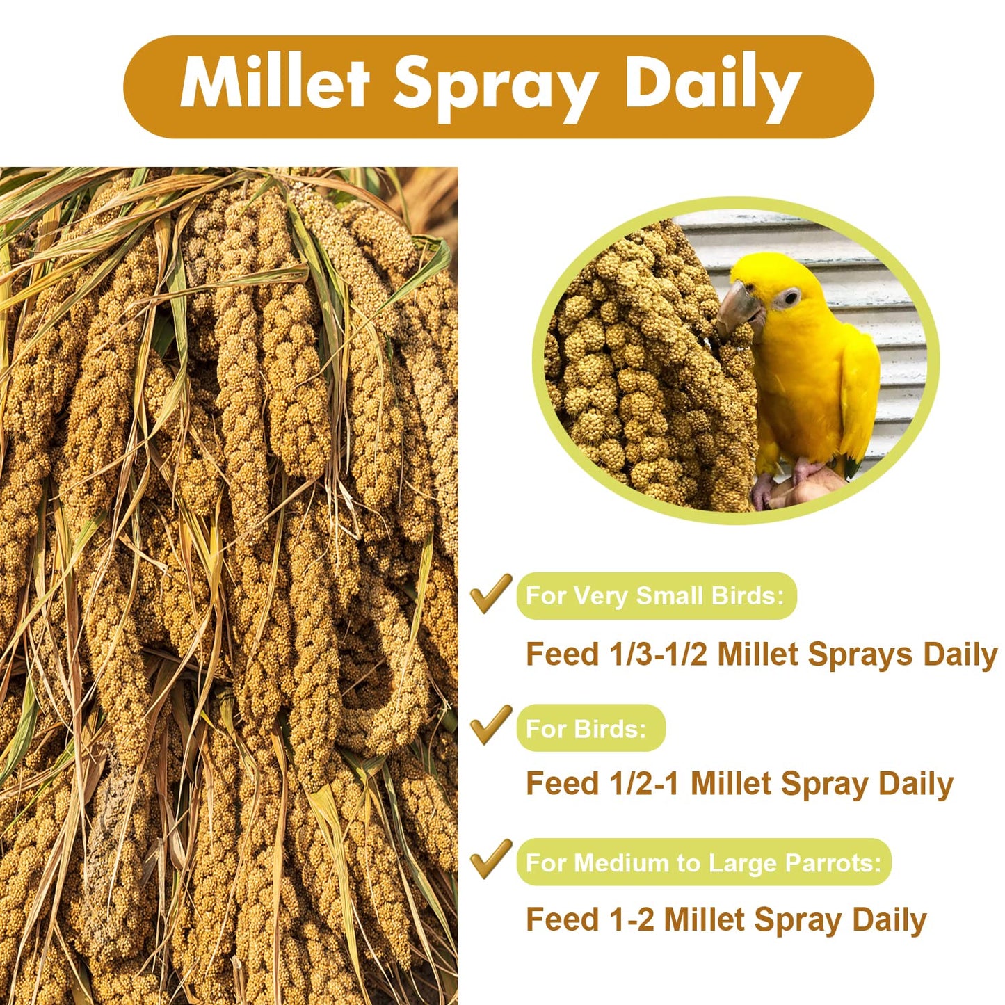 Jmxu's Spray Millet Treat for Birds Parakeets, Natural Sun-Dried Birds Millet for Cockatiel, Budgie, Finches, Parrots, Hamster