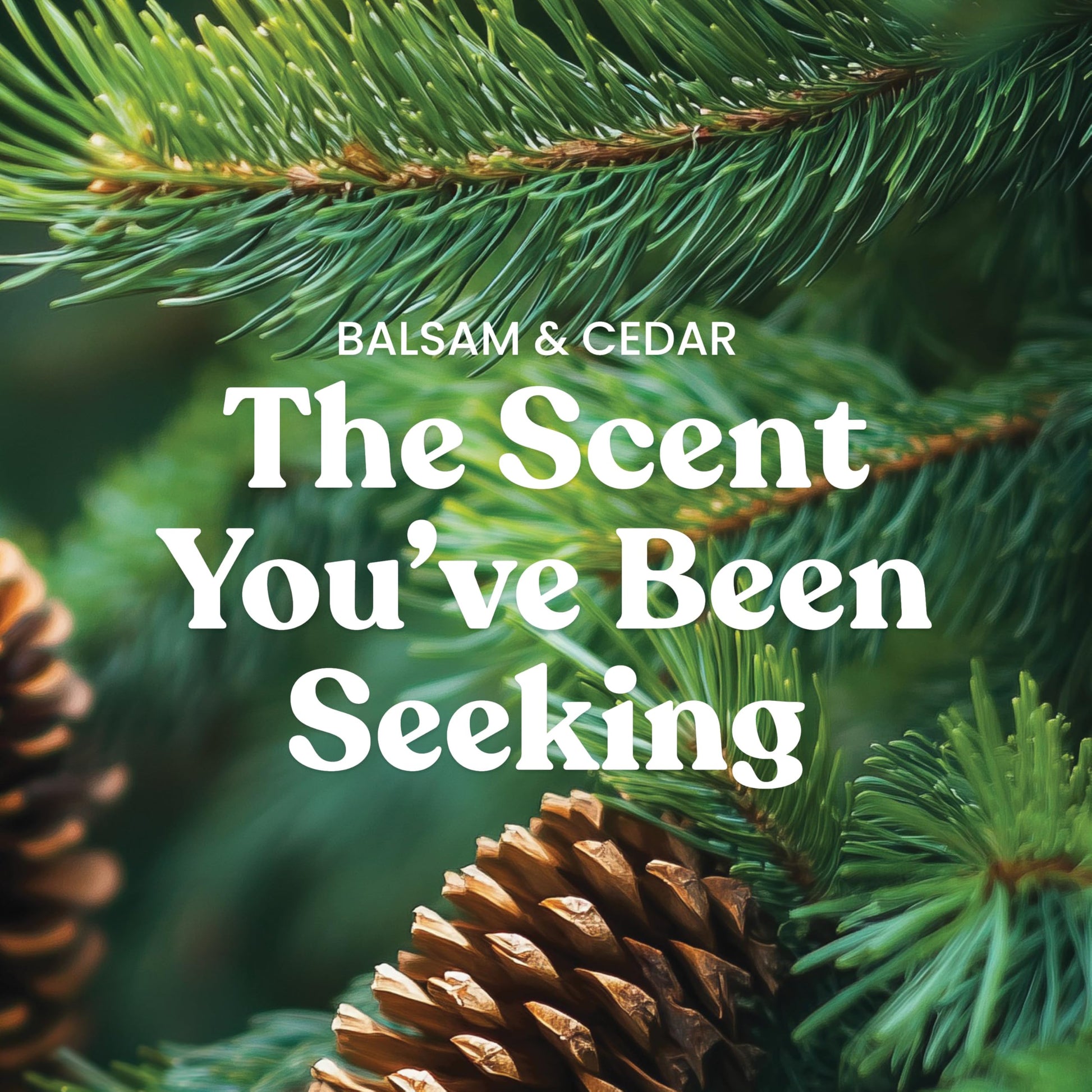 Yankee Candle, Balsam & Cedar Fall Scented Candle, 22oz Large Jar with up to 150 Hour Burn Time jlhbookstore.store