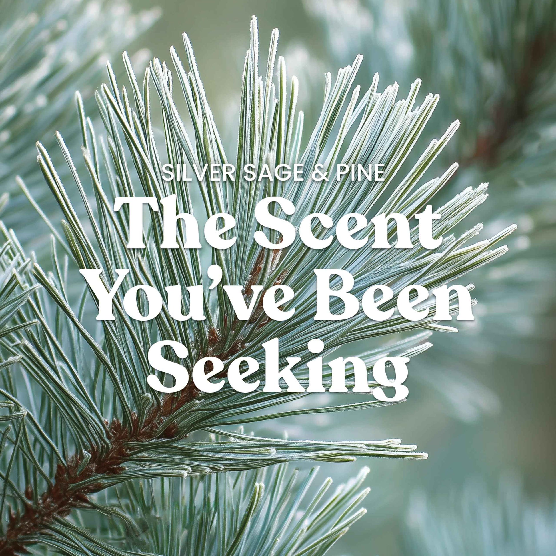 Yankee Candle, Balsam & Cedar Fall Scented Candle, 22oz Large Jar with up to 150 Hour Burn Time