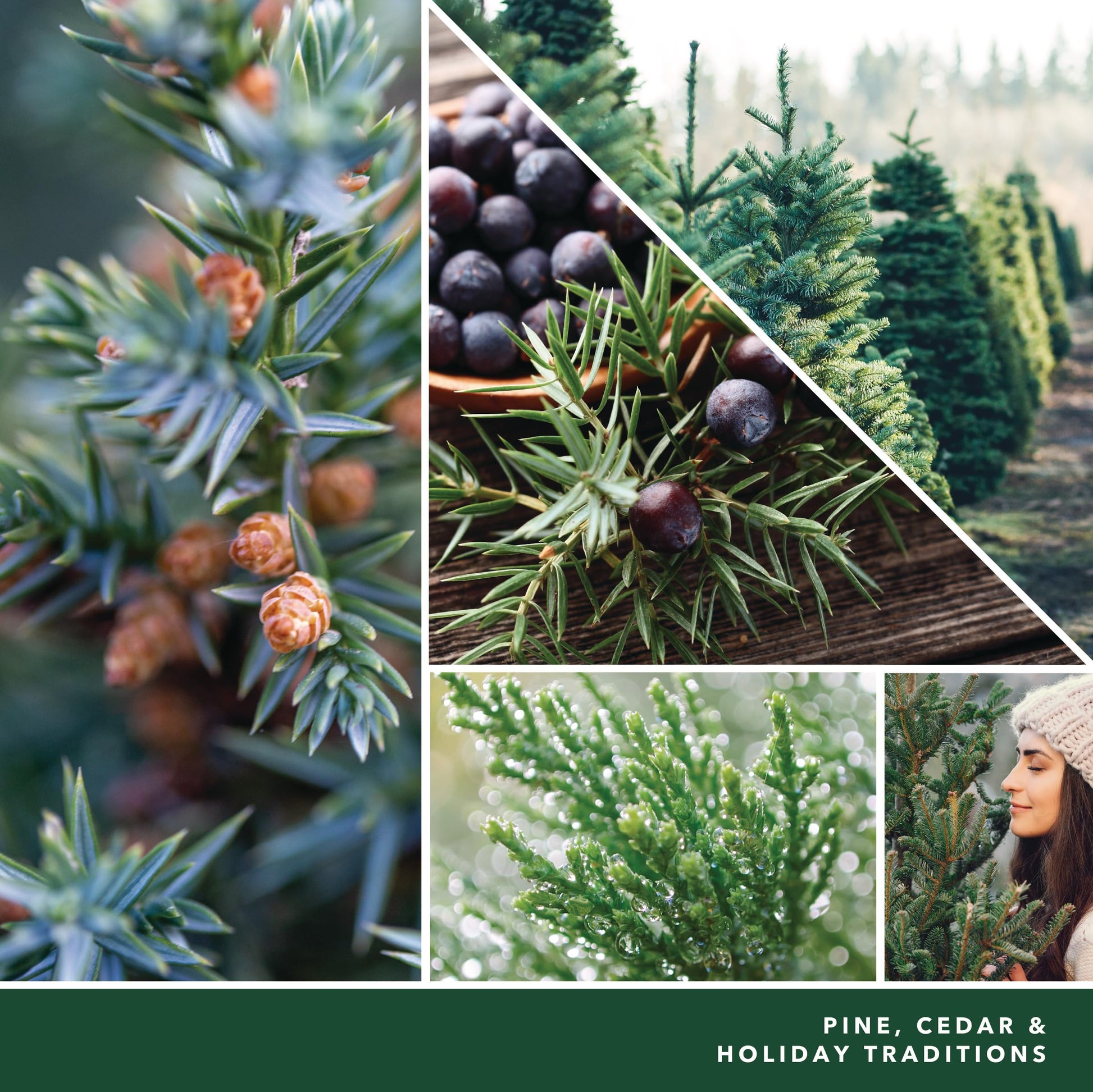 Yankee Candle, Balsam & Cedar Fall Scented Candle, 22oz Large Jar with up to 150 Hour Burn Time jlhbookstore.store